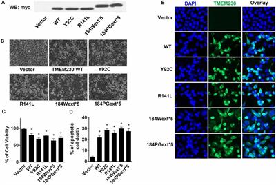 Transmembrane Protein 230 Mediates a Poly(ADP-ribose) Polymerase-1-Linked Apoptosis